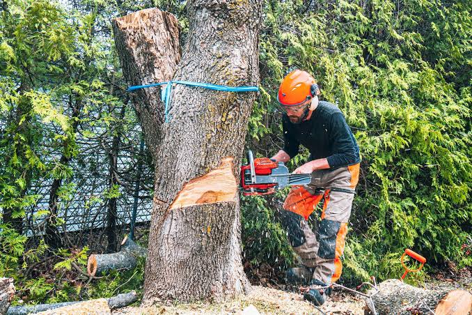Tree Service Reno
